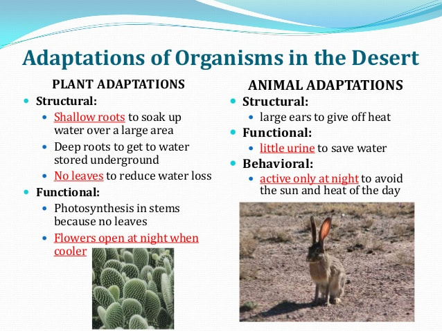 Biology of Plants: Plant Adaptations - SCIENCE & BIOLOGY